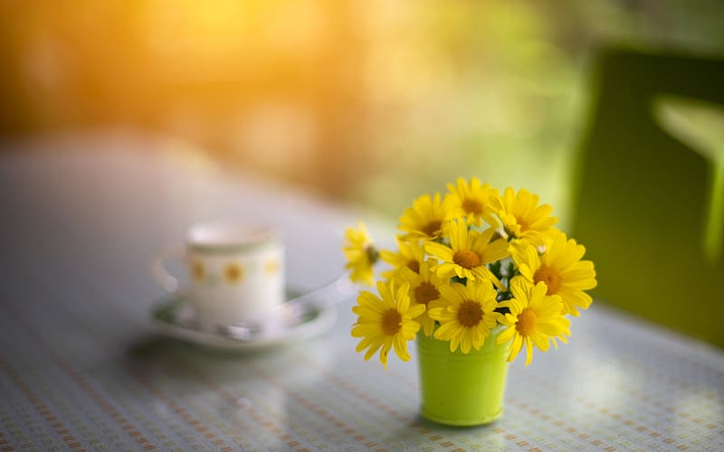 :), summer, green, yellow, cute, mini, cup, vara, pot, flower, HD wallpaper