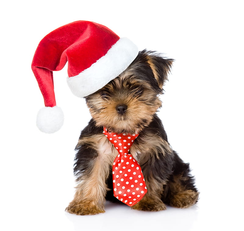 Cachorro de navidad, rojo, craciun, navidad, yorkshire terrier, caine,  corbata, Fondo de pantalla HD | Peakpx