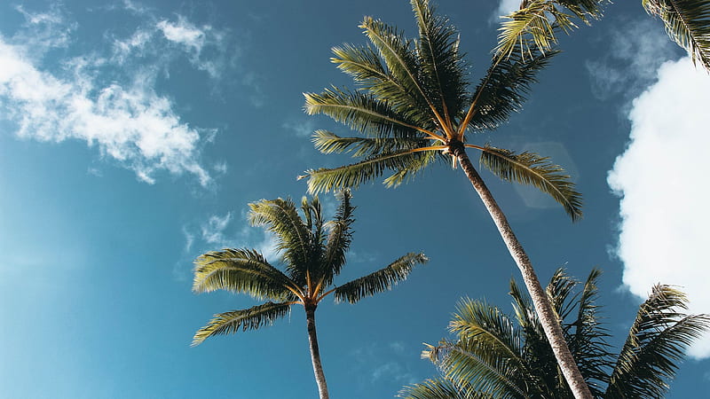 Big Palm Trees Under Sky Palm Tree, HD wallpaper