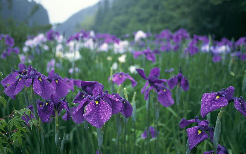 irises flowers grass drops-s, HD wallpaper