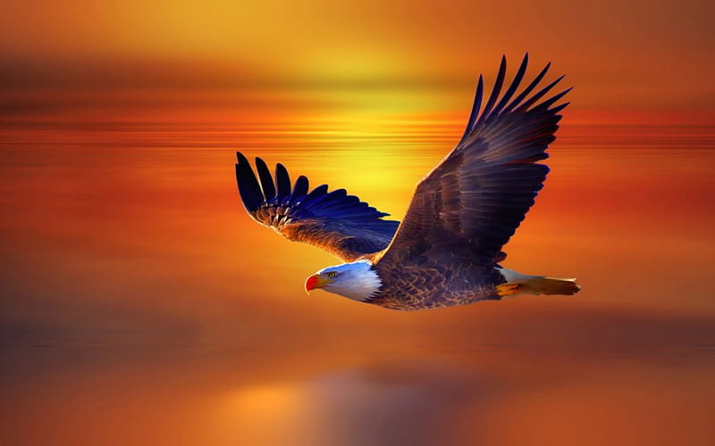 Un vuelo de águila, alas, vuelo, águila, puesta de sol, animal, Fondo de  pantalla HD | Peakpx