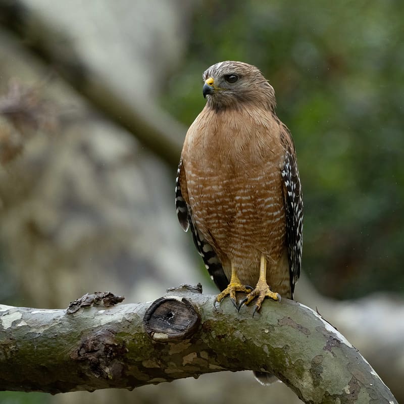 red-shouldered hawk, bird, predator, branch, HD phone wallpaper