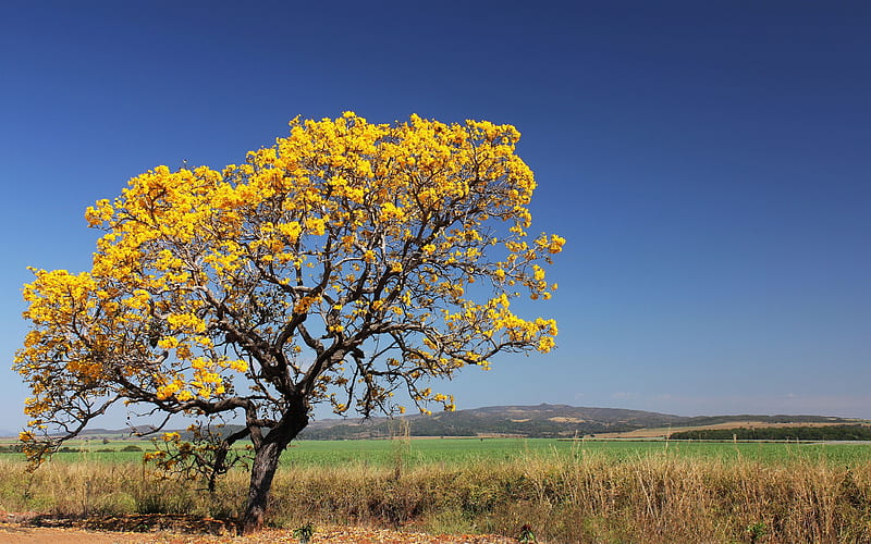 ipe tree-Beautiful natural scenery, HD wallpaper