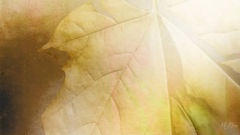 Fallen Leaf II, fall, autumn, leaves, sunshine, leaf, HD wallpaper