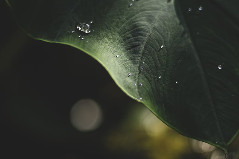 close-up graphy of dewdrops, HD wallpaper