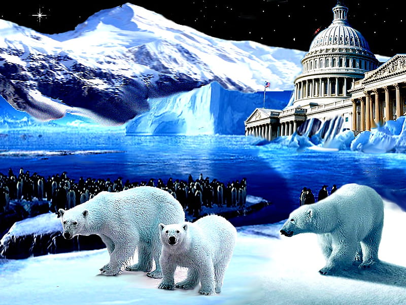 USA, 2012, bear, mountain, white house, mountains, color, nature, bears, HD wallpaper
