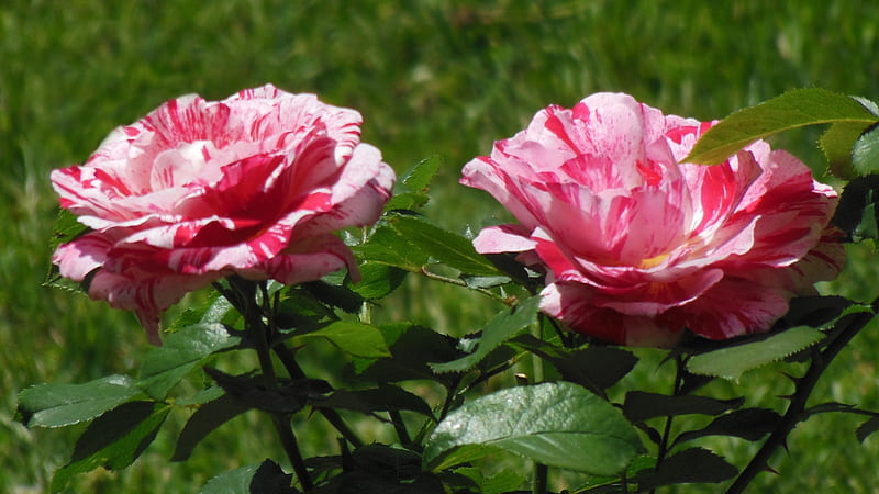 Yaddo Roses, peppermint, Red, Pink, Rose Garden, Blossoms, Blooms, Roses, HD wallpaper