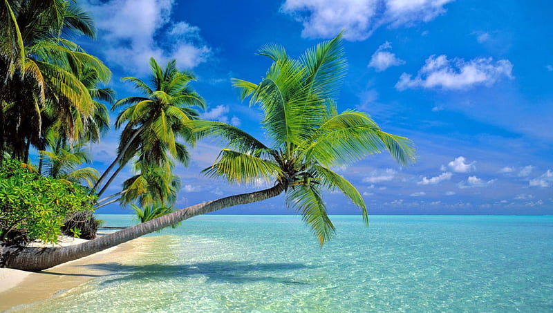 Playa paradis, arena, verde, aguas cristalinas, bonito, mar, azul,  paradisíaco, Fondo de pantalla HD | Peakpx