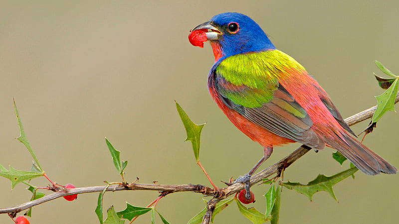 Blue Green Peach Color Bird With Leaf In Mouth Is Perching On Berry Tree Branch Birds, HD wallpaper