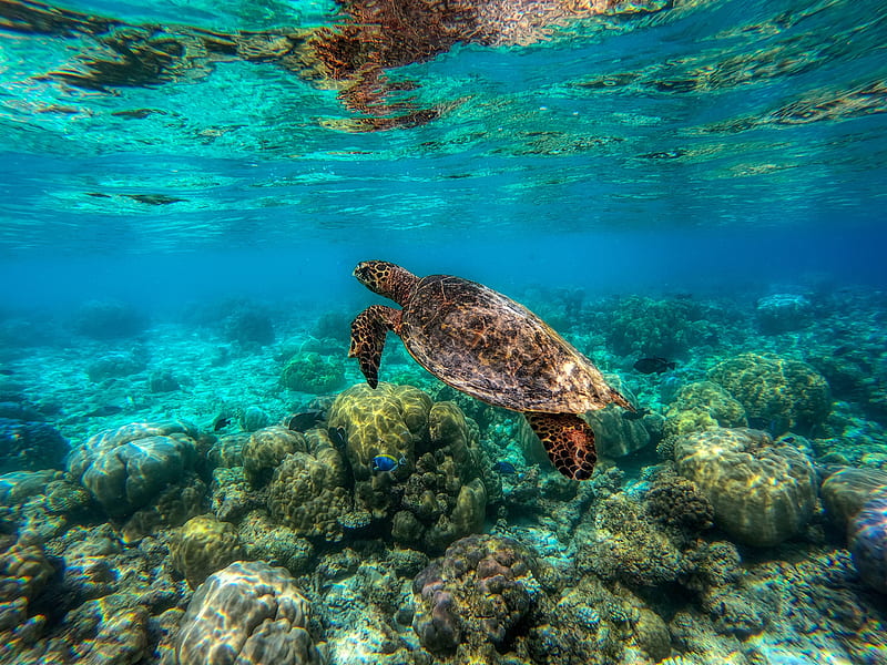 Animal, Turtle, Sea Life, Underwater, HD wallpaper