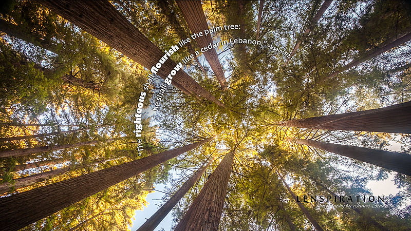 Finding the Perfect Redwoods, Santa Cruz Redwoods, HD wallpaper
