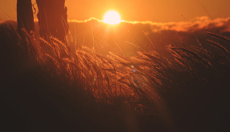 Corn Filed Sunset , field, sunset, nature, HD wallpaper