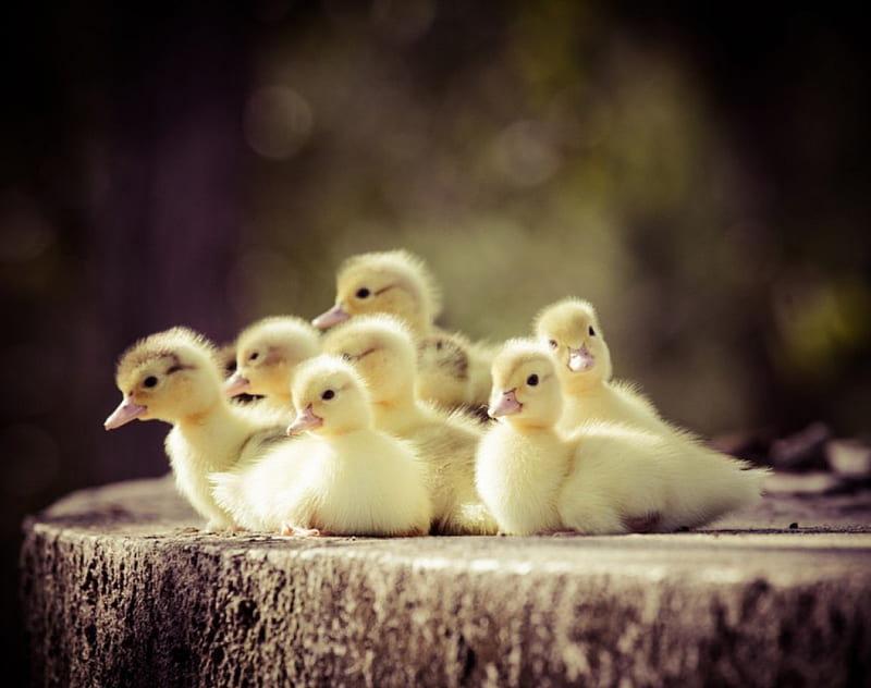 Cute Little Ducklings, resting, yellow, cute, ducklings, HD wallpaper