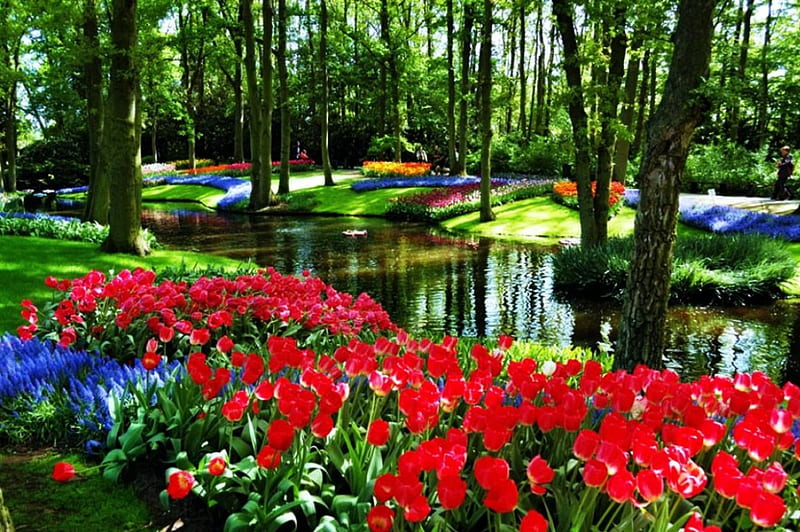 Flowers in Spring, Tulips, Hyacinths, water, park, trees, HD wallpaper