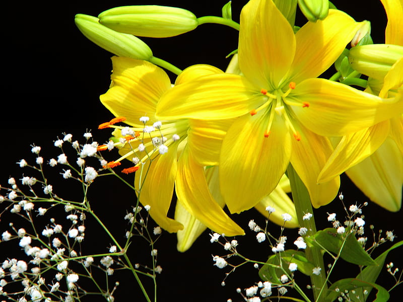 Day Lily in Yellow, bloom, yellow, buds, floral, leaves, green, flower, petals, colour, white, HD wallpaper
