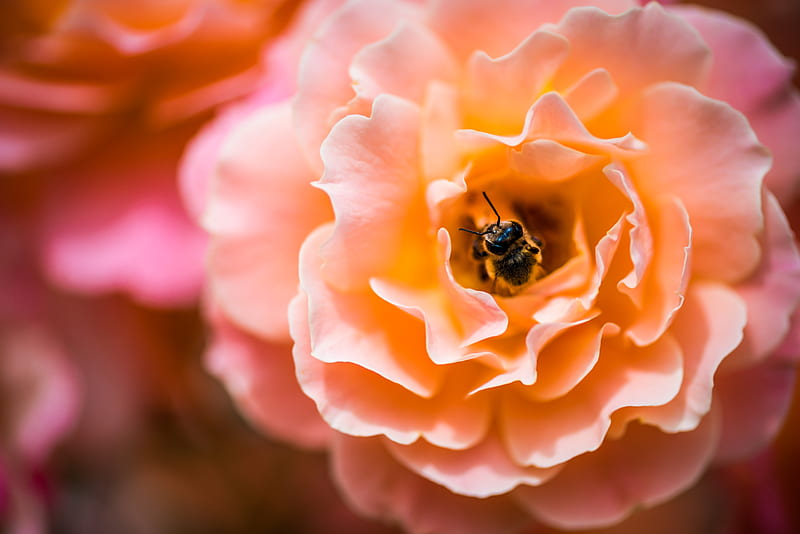 honeybee feeding on orange flower, HD wallpaper