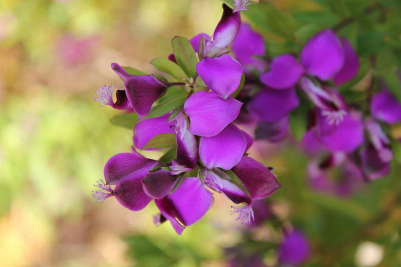 ~Purple Passion~, passion, flowers, nature, purple, HD wallpaper