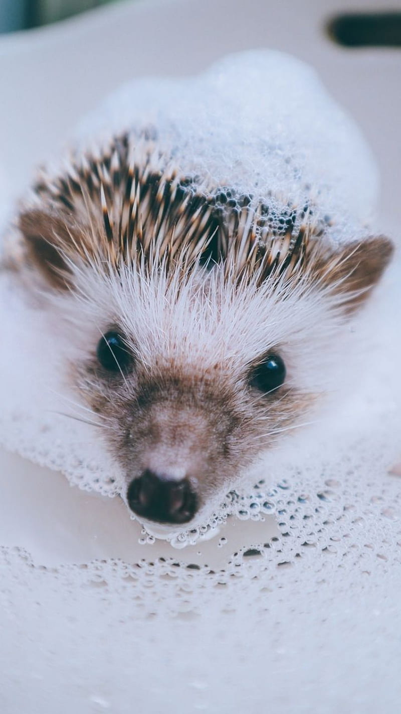 Cute Hedgehog, Cute Porcupine, HD phone wallpaper