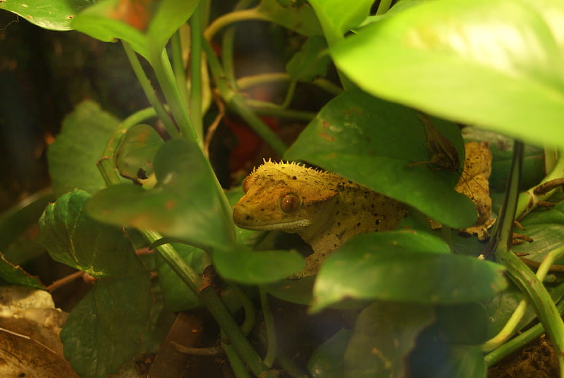 Lizard In Hiding, Gecko, Reptile, Lizard, Amphibian, Nature, HD ...