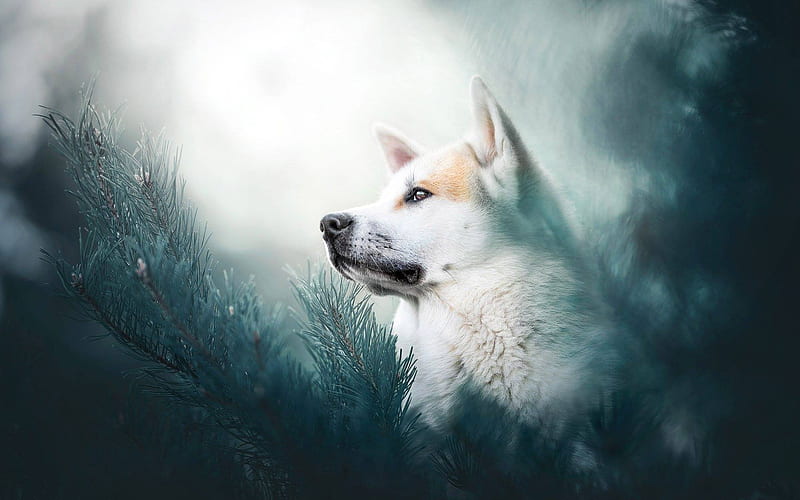 Husky Dog, forest, cute animals, bokeh, close-up, pets, Siberian Husky, dogs, Husky, HD wallpaper