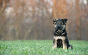 English Shepherd small puppy, black dog, cute animals, green grass, HD  wallpaper