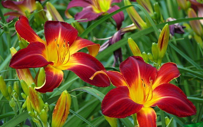 Flowers, Earth, Lily, Daylily, HD wallpaper