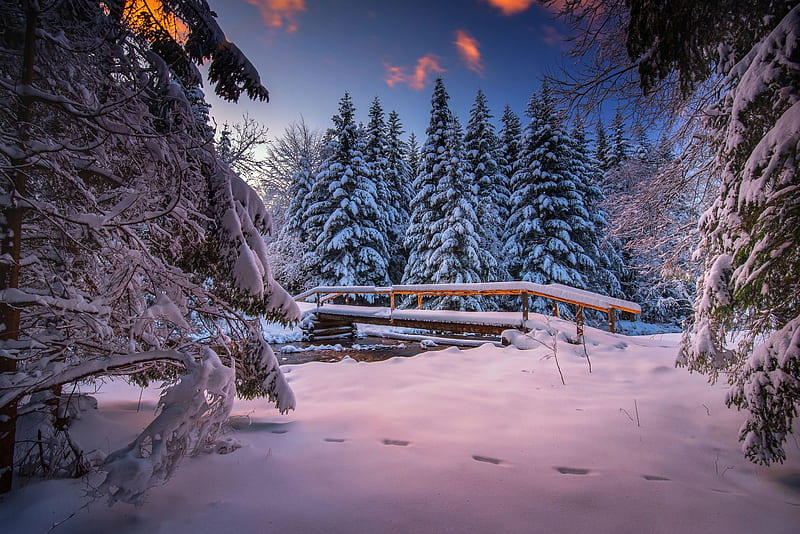 Bridges, Bridge, Fir Tree, Snow, Winter, HD wallpaper