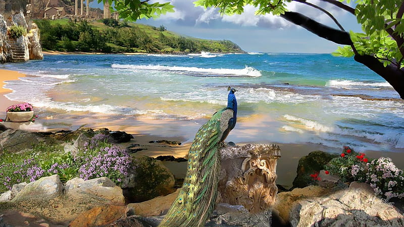 Peacock, beach, peahen, sea, HD wallpaper