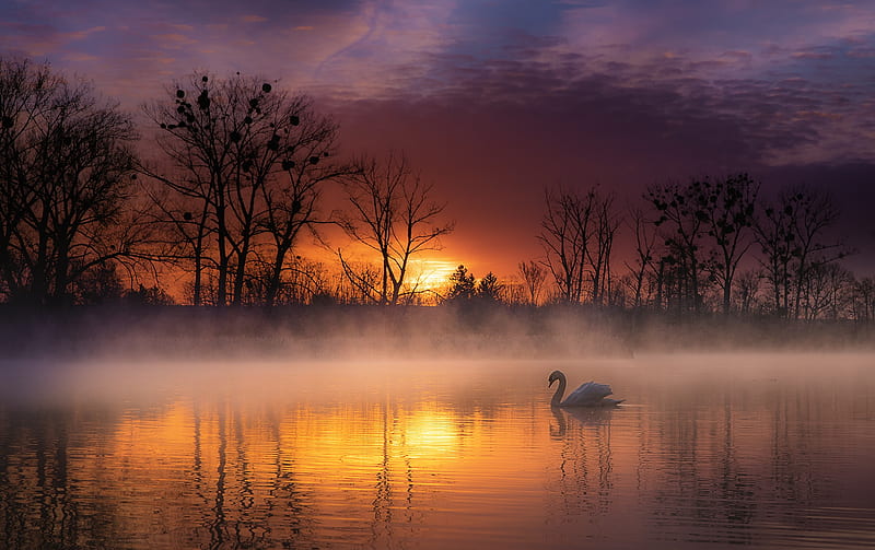 Birds, Mute swan, Bird, Fog, Lake, Sunset, Swan, Wildlife, HD wallpaper