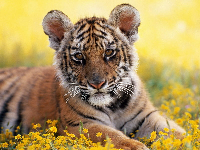Little tiger being cute, little, yellow, bonito, tiger, whelp, animal, cute, cub, flowers, nature, HD wallpaper