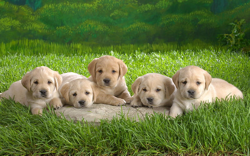 FIVE CUTE PUPS WANT A HOME WOOF, cute, adorable, friendly, pups, HD wallpaper