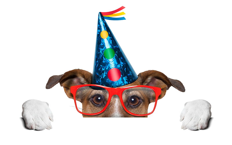 Happy Birtay!, red, glasses, caine, birtay, animal, hat, cute, jack russell terrier, party, funny, white, eyes, dog, blue, HD wallpaper