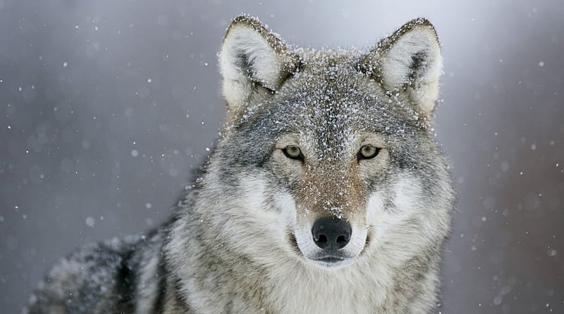 Wolf in Snowstorm, snowing, snow, wolves, animals, winter, HD wallpaper