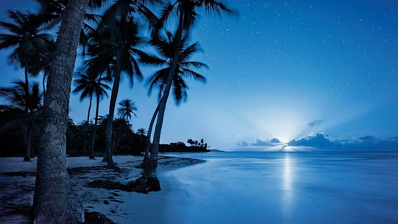 Starry Night Sky Over the Beach, stars, horizon, palm, trees, sky, sea, Nature, beach, moonlight, night, HD wallpaper