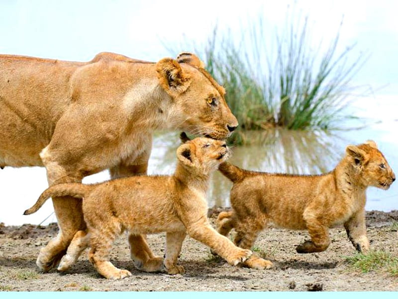Out on a stroll with the kids, cute, cub, adorable, cubs, lioness, lion, HD wallpaper