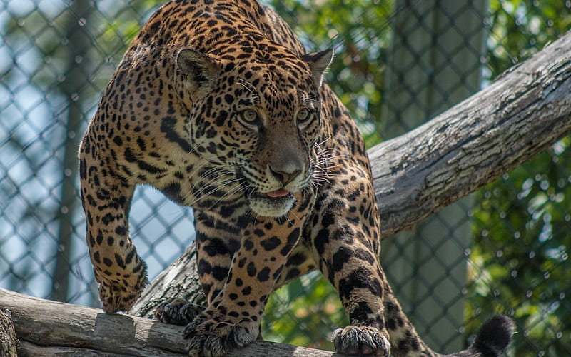 jaguar, wild cat, zoo, predator, HD wallpaper