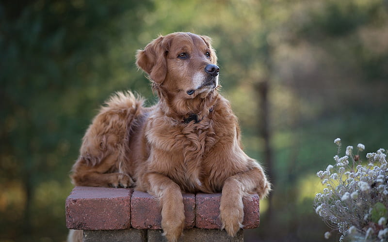 Golden retriever, curly brown big dog, pets, labrador, cute animals, dogs, HD wallpaper