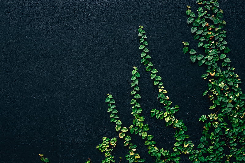 green leaf vines on black painted wall, HD wallpaper