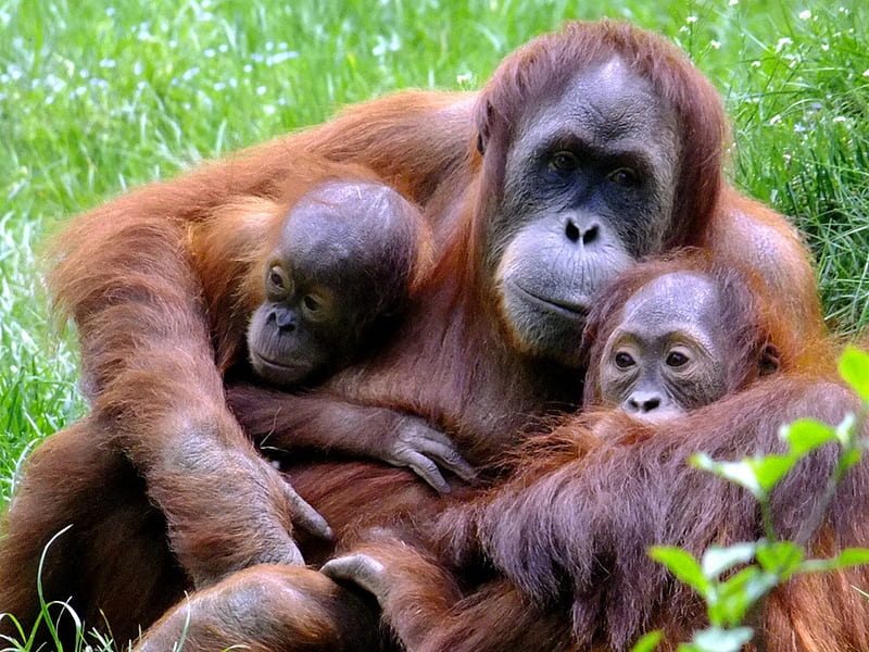 Orangutan mother, monkey, primate, zoo, orangutan, wildlife, HD wallpaper