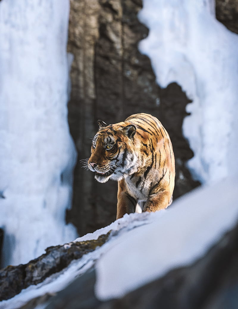 GV Prashanth, tiger, big cats, feline, cats, mammals, animals, nature, HD phone wallpaper