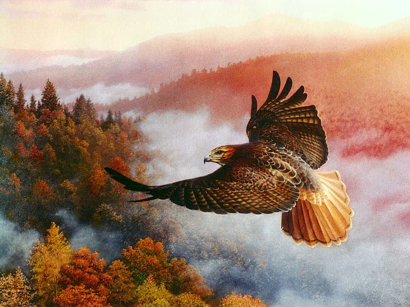 Red Tail Hawk, cool, HD wallpaper
