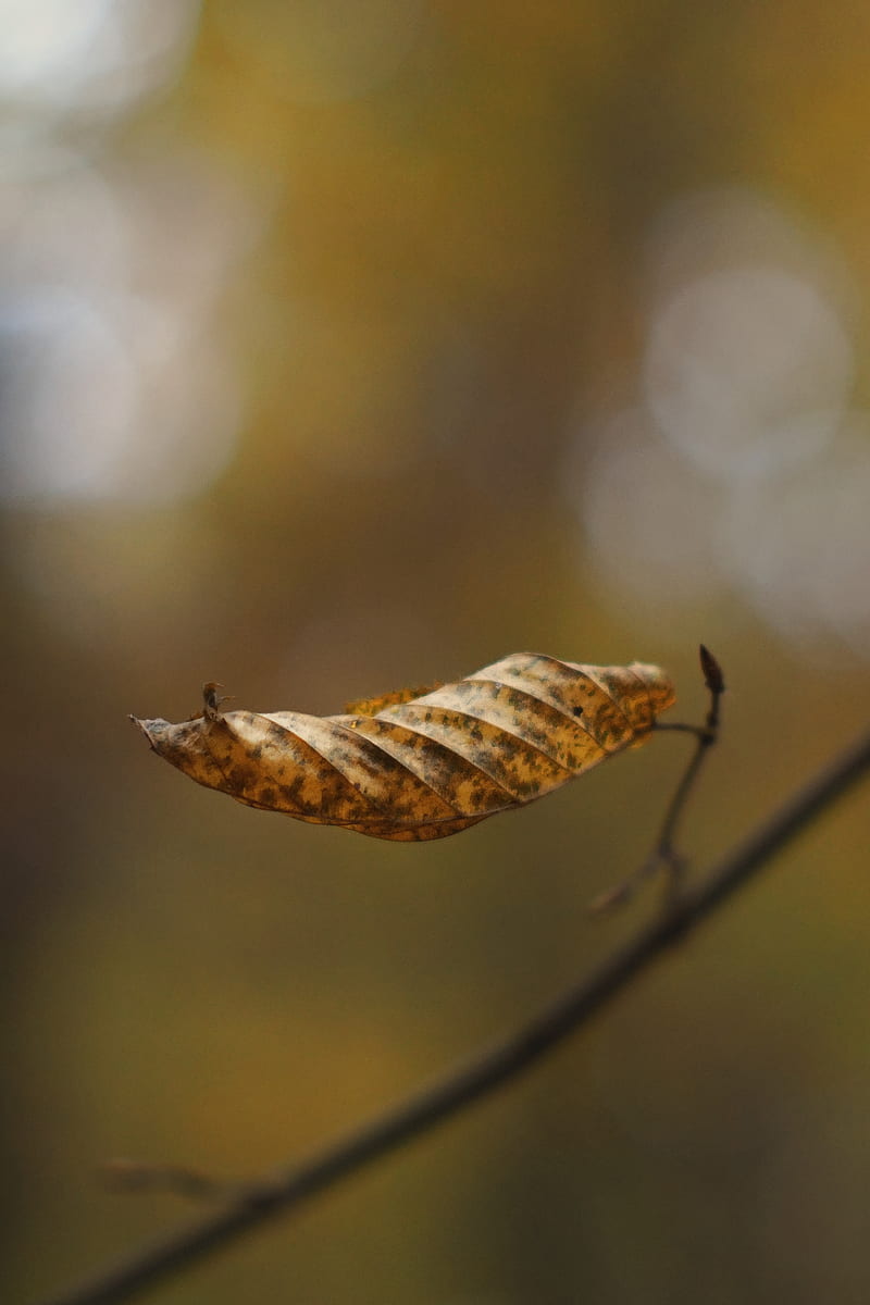 leaf, dry, brown, macro, autumn, HD phone wallpaper
