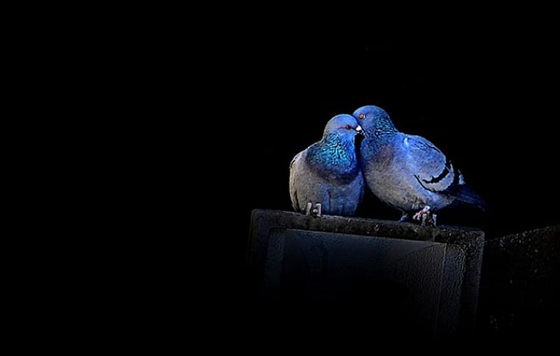 Love, black, doves, blue, HD wallpaper