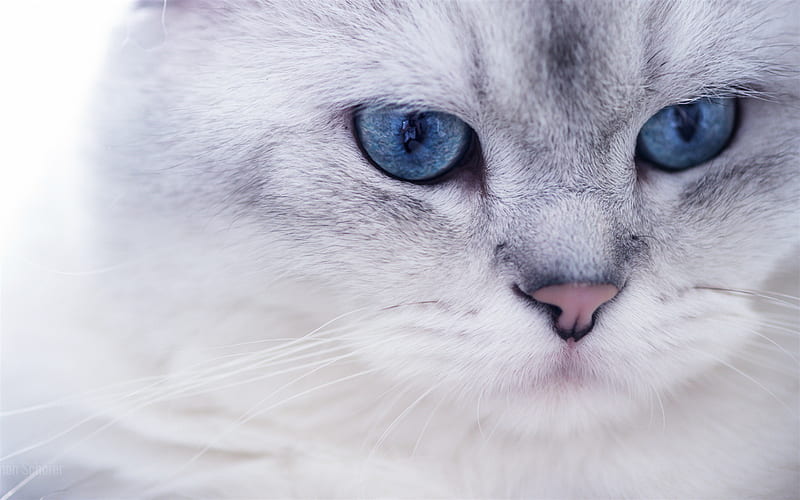 Ragdoll, muzzle, denectic cat, blue eyes, cute animals, cats, pets, Ragdoll Cats, HD wallpaper