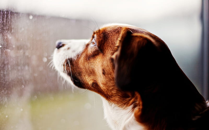 I'm Not Going Walkies In That, rain, window, walkies, dog, HD wallpaper