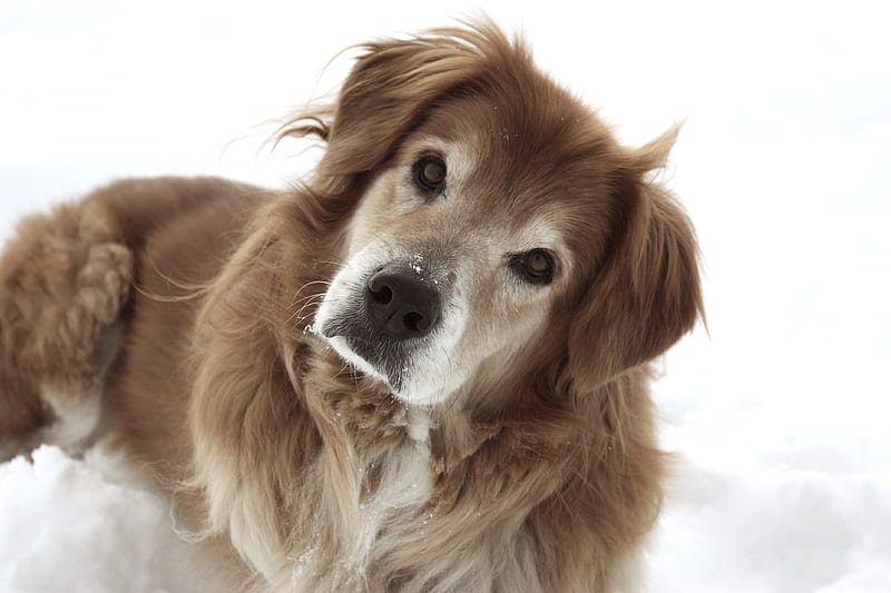 Confused Dog, golden retrievers, snow, confused, animals, dogs, HD wallpaper