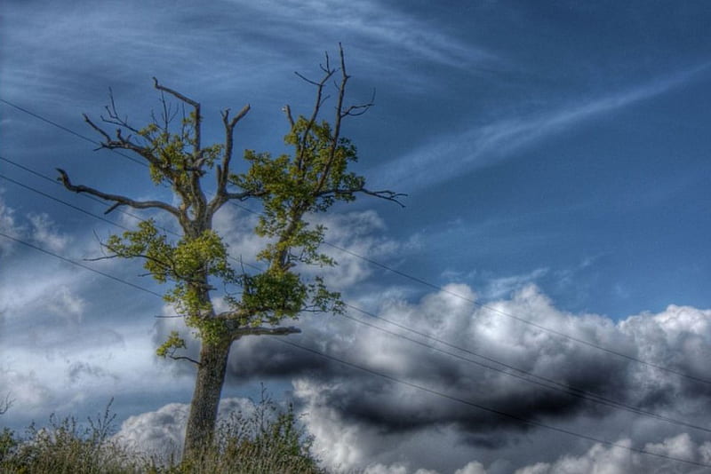 Tree, cloudy, summer, nature, season, sky, HD wallpaper