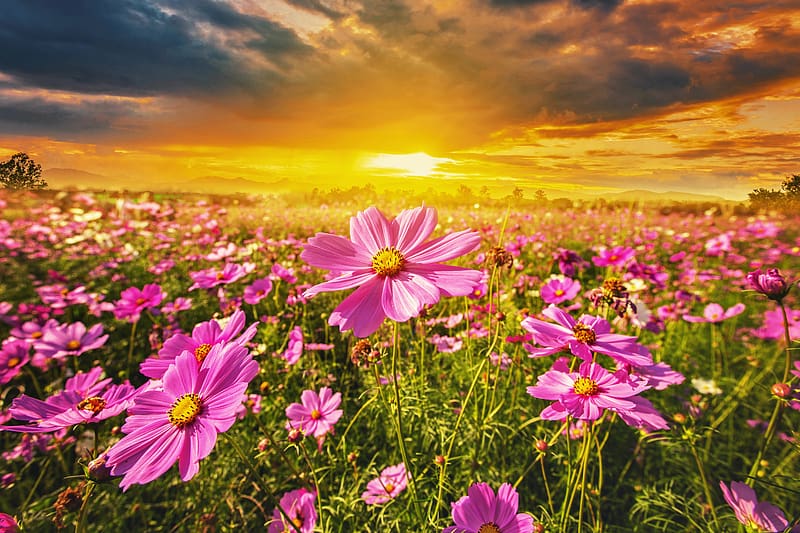 Cosmos flowers at sunset, meadow, cosmos, flowers, sky, sunset, fiery, beautiful, summer, wildflowers, pink, field, HD wallpaper