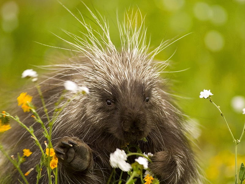 Happy porcupine, hedgehog, flowers, rodent, porcupine, animals, eating, HD wallpaper