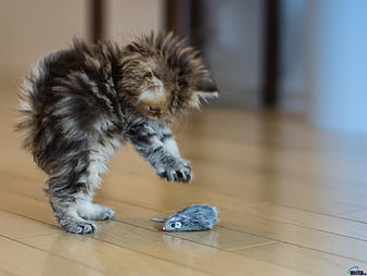 HD cat playing with mouse wallpapers Peakpx